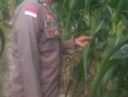 Dukung Ketahanan Pangan Nasional, Polsek Tebing Tinggi Barat Turun Langsung Bina Petani Jagung Manis