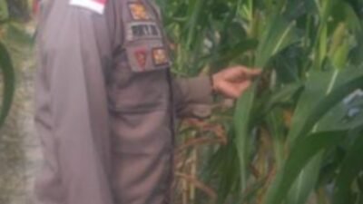 Dukung Ketahanan Pangan Nasional, Polsek Tebing Tinggi Barat Turun Langsung Bina Petani Jagung Manis