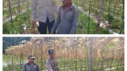 POLSEK TEBING TINGGI BARAT LAKUKAN PEMBINAAN PETANI DESA PADANG KAMAL.