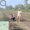 Polsek Tebing Tinggi Barat Monitoring dan Bina Petani Cabai Hijau, Perkuat Ketahanan Pangan Desa Tanjung Pranap