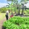 Polsek Tebing Tinggi Barat Dorong Ketahanan Pangan Lewat Budidaya Kangkung