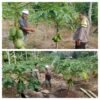 MONITORING DAN PEMBINAAN PETANI PEPAYA DESA ALAI