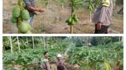 MONITORING DAN PEMBINAAN PETANI PEPAYA DESA ALAI