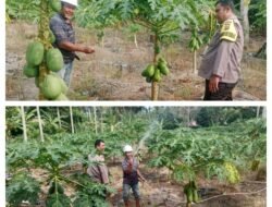 MONITORING DAN PEMBINAAN PETANI PEPAYA DESA ALAI